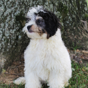 Bernedoodle Puppy Marly