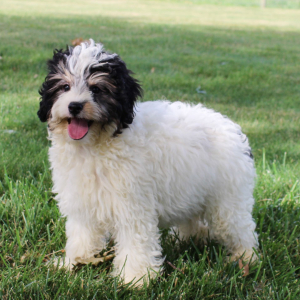 Bernedoodle Puppy Marly
