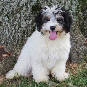 Bernedoodle Puppy Marly