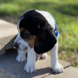 Beagle Puppy George