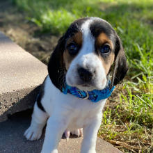 Beagle Puppy George