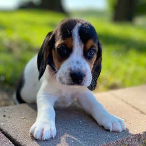 Beagle Puppy George