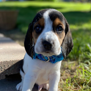 Beagle Puppy George