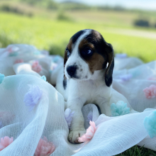 Beagle Puppy Lenny