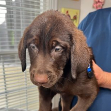 Labrador Retriever Puppy Leila