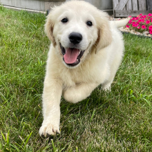Golden Retriever Puppy Justin