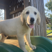 Golden Retriever Puppy Justin
