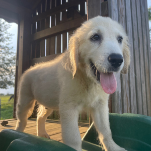 Golden Retriever Puppy Justin