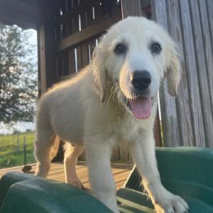 Golden Retriever Puppy Justin