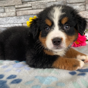 Bernese Mountain Dog Puppy Gabrielle