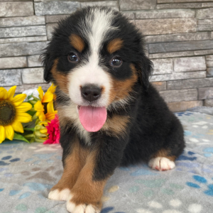 Bernese Mountain Dog Puppy Gabrielle