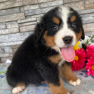Bernese Mountain Dog Puppy Gabrielle