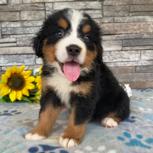 Bernese Mountain Dog Puppy Gabrielle