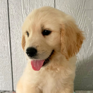 Golden Retriever Puppy Kolby
