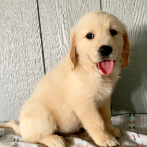 Golden Retriever Puppy Kolby