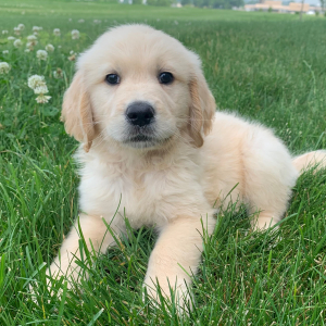 Golden Retriever Puppy Kolby