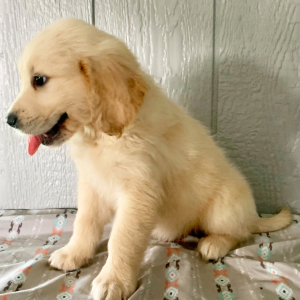 Golden Retriever Puppy Kolby
