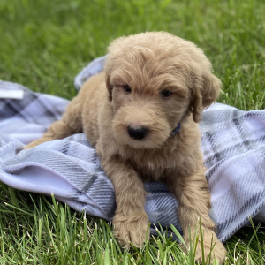 Goldendoodle Puppy Yoel