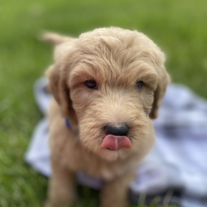 Goldendoodle Puppy Yoel