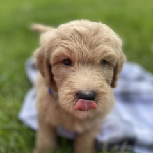 Goldendoodle Puppy Yoel