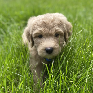 Goldendoodle Puppy Yoel