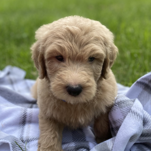 Goldendoodle Puppy Yoel