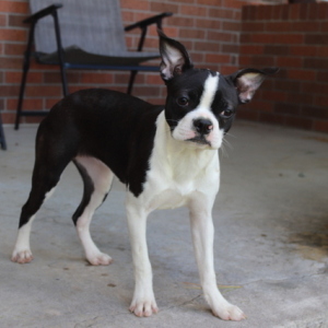 Boston Terrier Puppy Charlotte