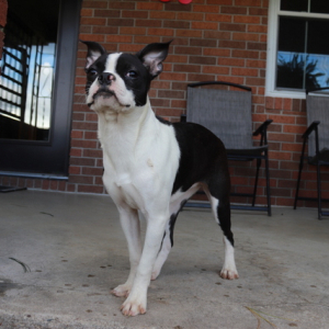 Boston Terrier Puppy Charlotte