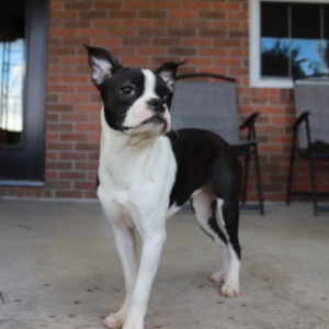 Boston Terrier Puppy Charlotte