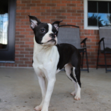 Boston Terrier Puppy Charlotte
