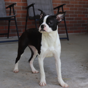 Boston Terrier Puppy Charlotte