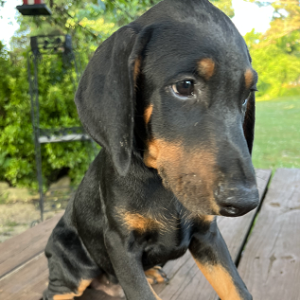 Doberman Pinscher Puppy Champ