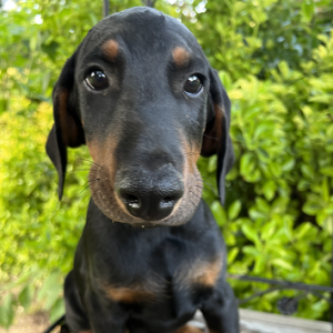 Doberman Pinscher Puppy Champ