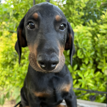 Doberman Pinscher Puppy Champ