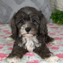 Cavapoo Puppy Janelle