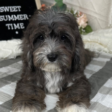 Cavapoo Puppy Janelle