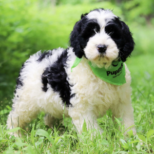 Portuguese Water Dog Puppy Zeus