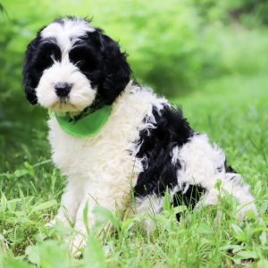 Portuguese Water Dog Puppy Zeus