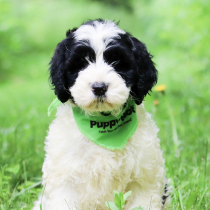 Portuguese Water Dog Puppy Zeus