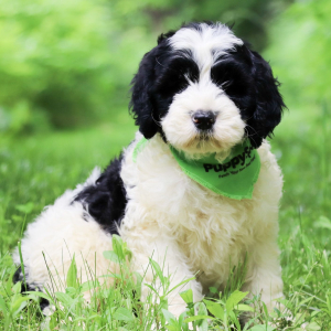 Portuguese Water Dog Puppy Zeus