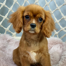 Cavalier King Charles Spaniel Puppy Dawn