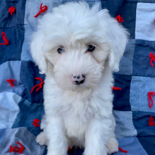Sheepadoodle Puppy Zeke