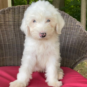 Sheepadoodle Puppy Zeke