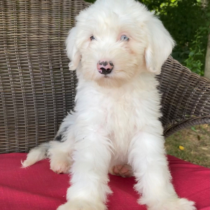 Sheepadoodle Puppy Zeke