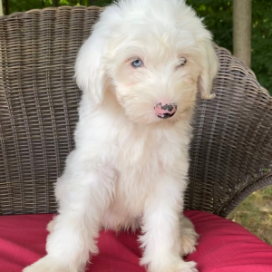 Sheepadoodle Puppy Zeke