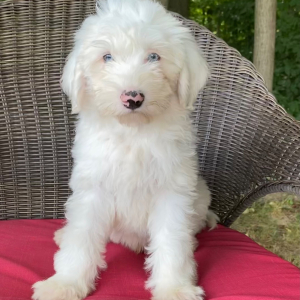 Sheepadoodle Puppy Zeke