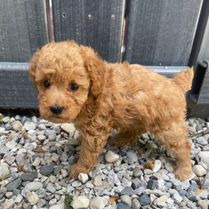 Poodle Puppy Luca