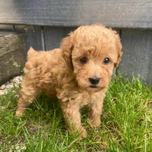 Poodle Puppy Luca