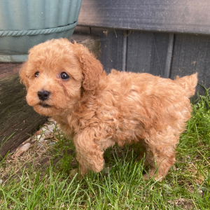 Poodle Puppy Luca