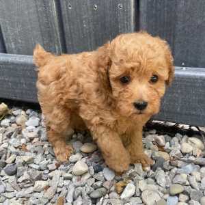 Poodle Puppy Luca